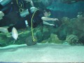 北京海豚號潛水圖庫2
