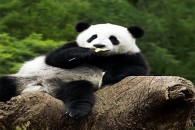 推薦圖