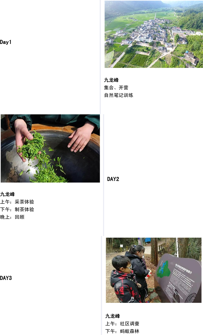 春季到，采茶去-5